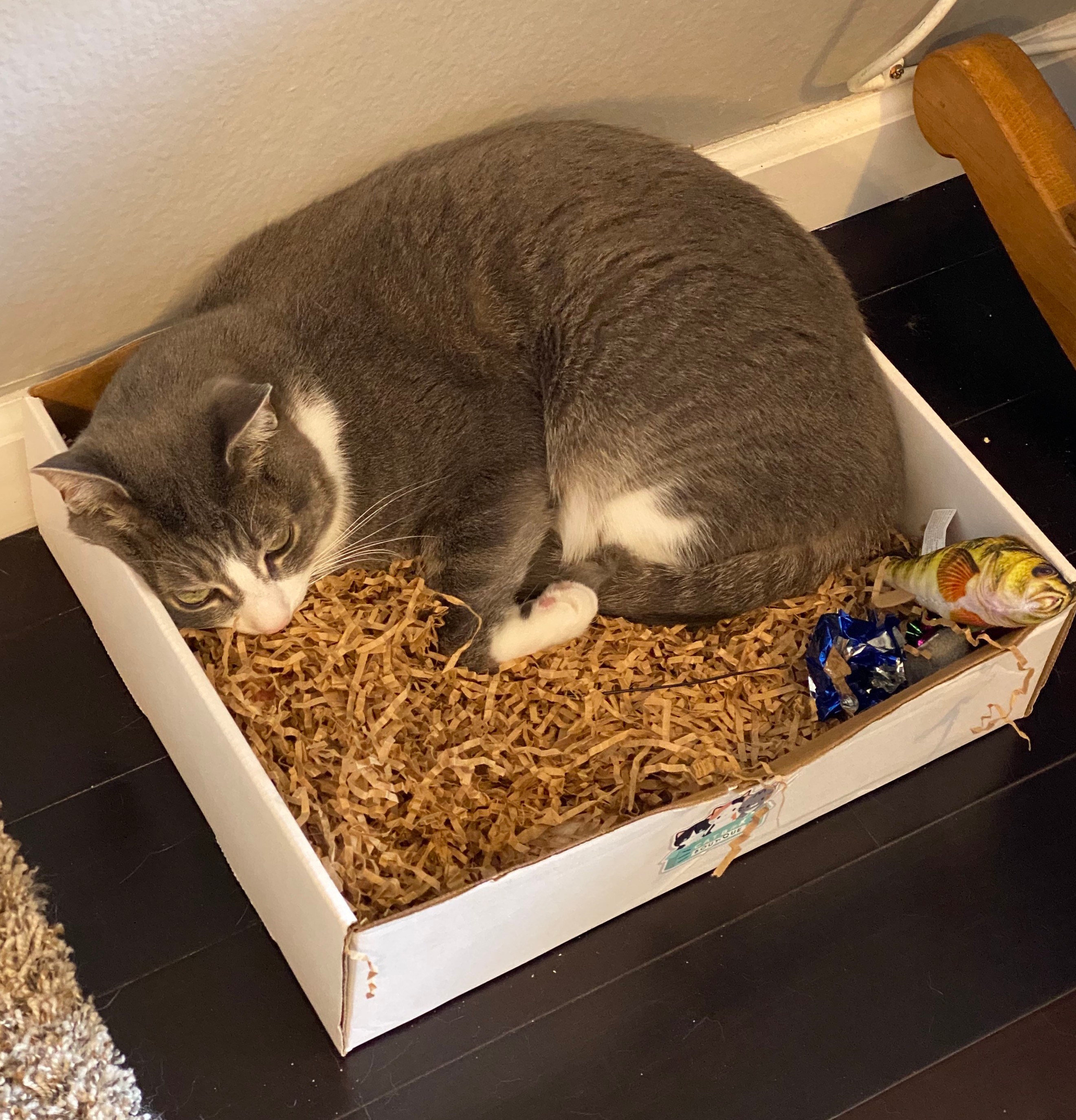 CatBox The Original Activity Box