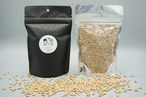 Organic Wheat Grass Seeds (Non-GMO) 5 oz bag
