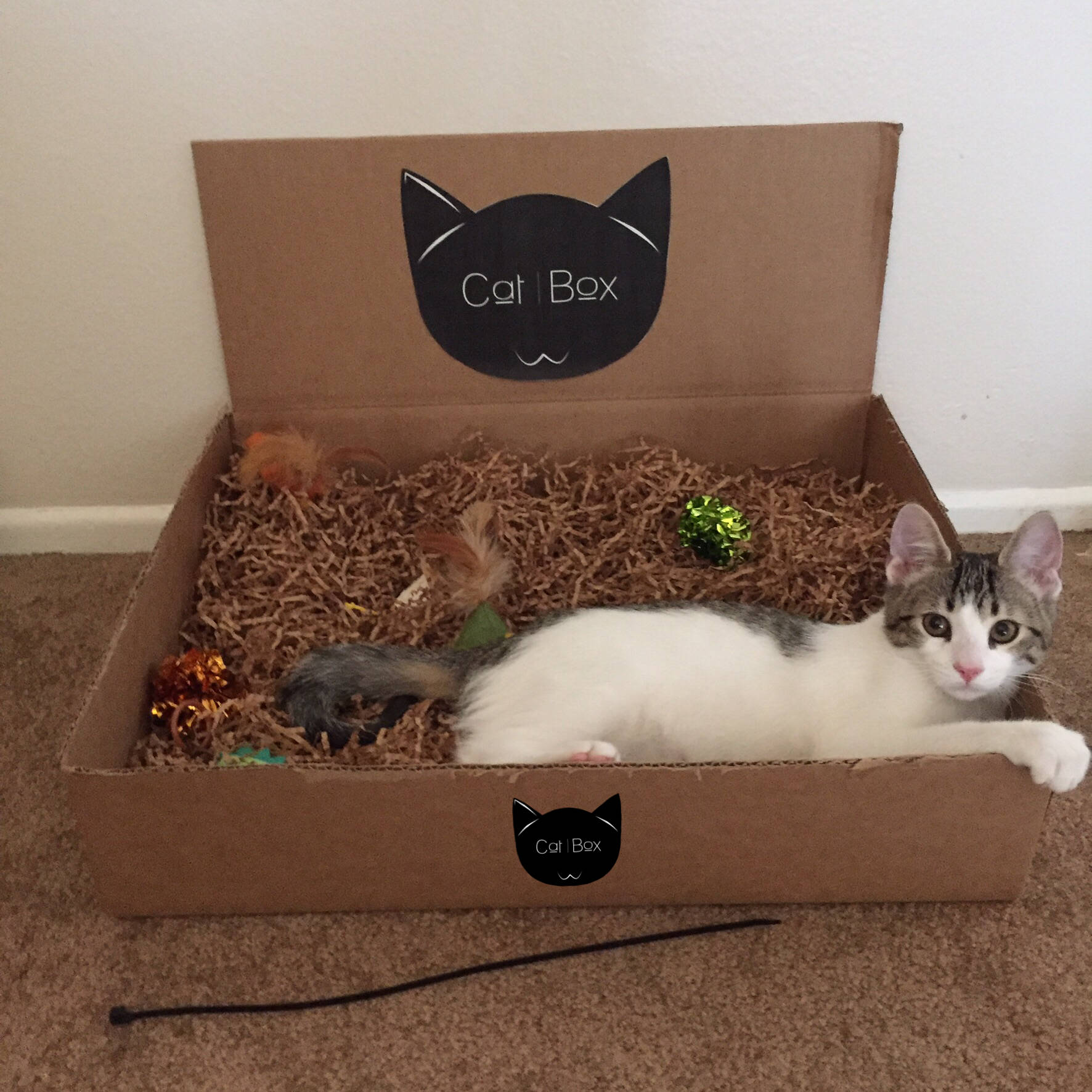 CatBox A Box Full of Fun For Your Feline Friends!!!