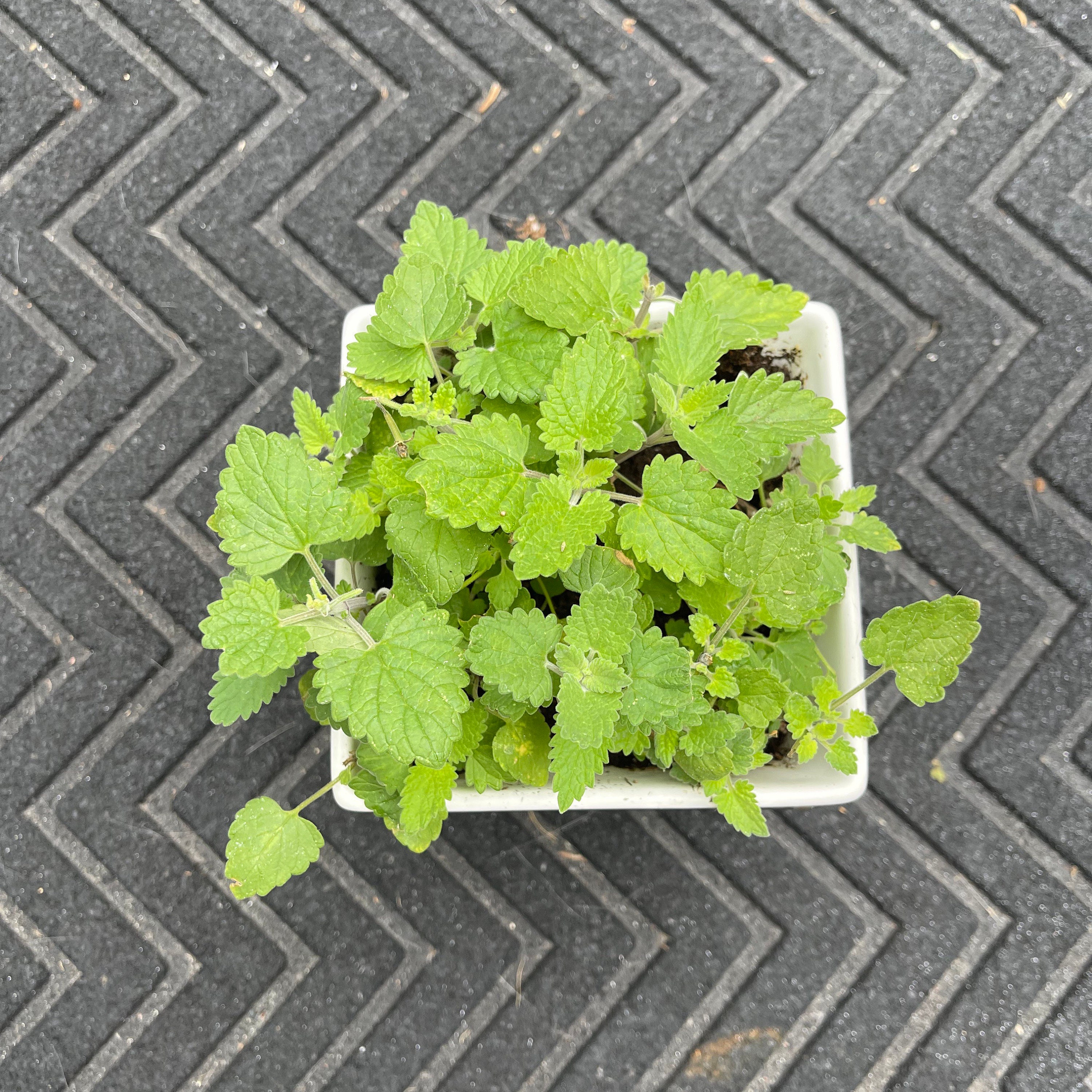 Catnip Herb Heirloom Seeds Non OGM, herbe à chat, pollinisation ouverte,  animaux domestiques -  France