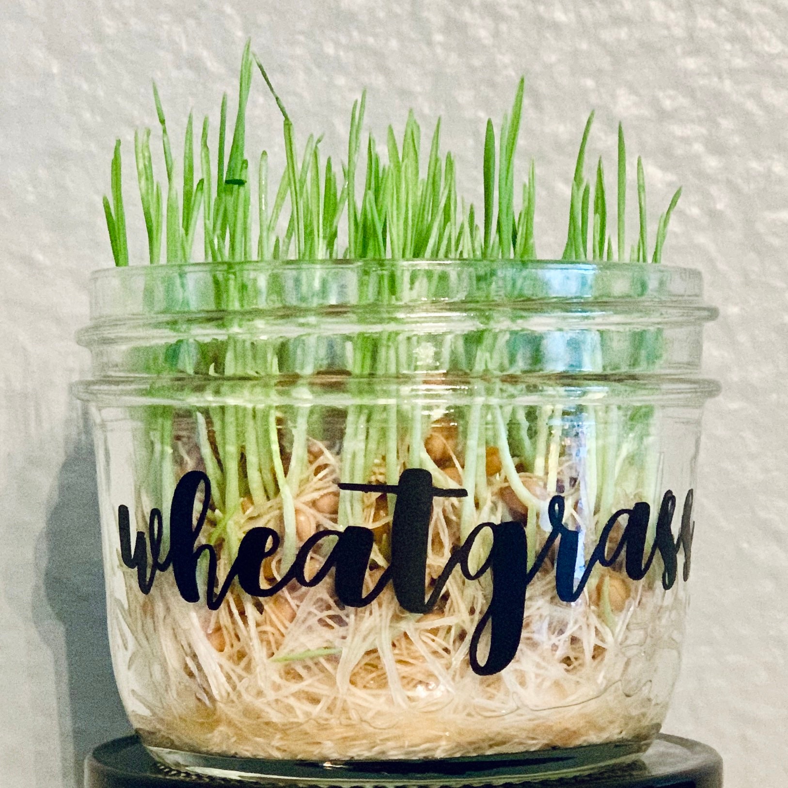 Organic Wheatgrass Kit Jar w/ 1 oz of seeds