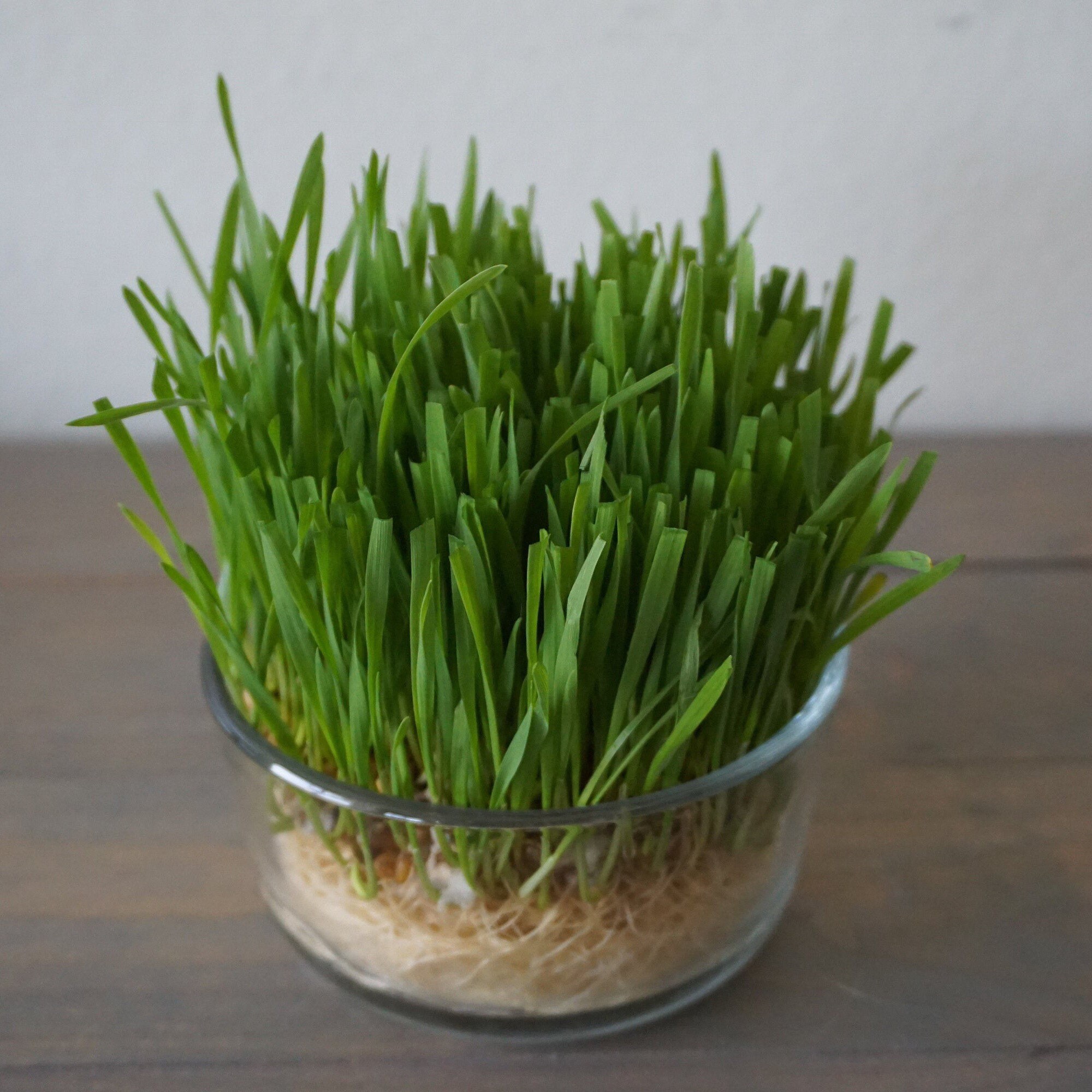 Organic Wheatgrass Kit Jar w/ 1 oz of seeds