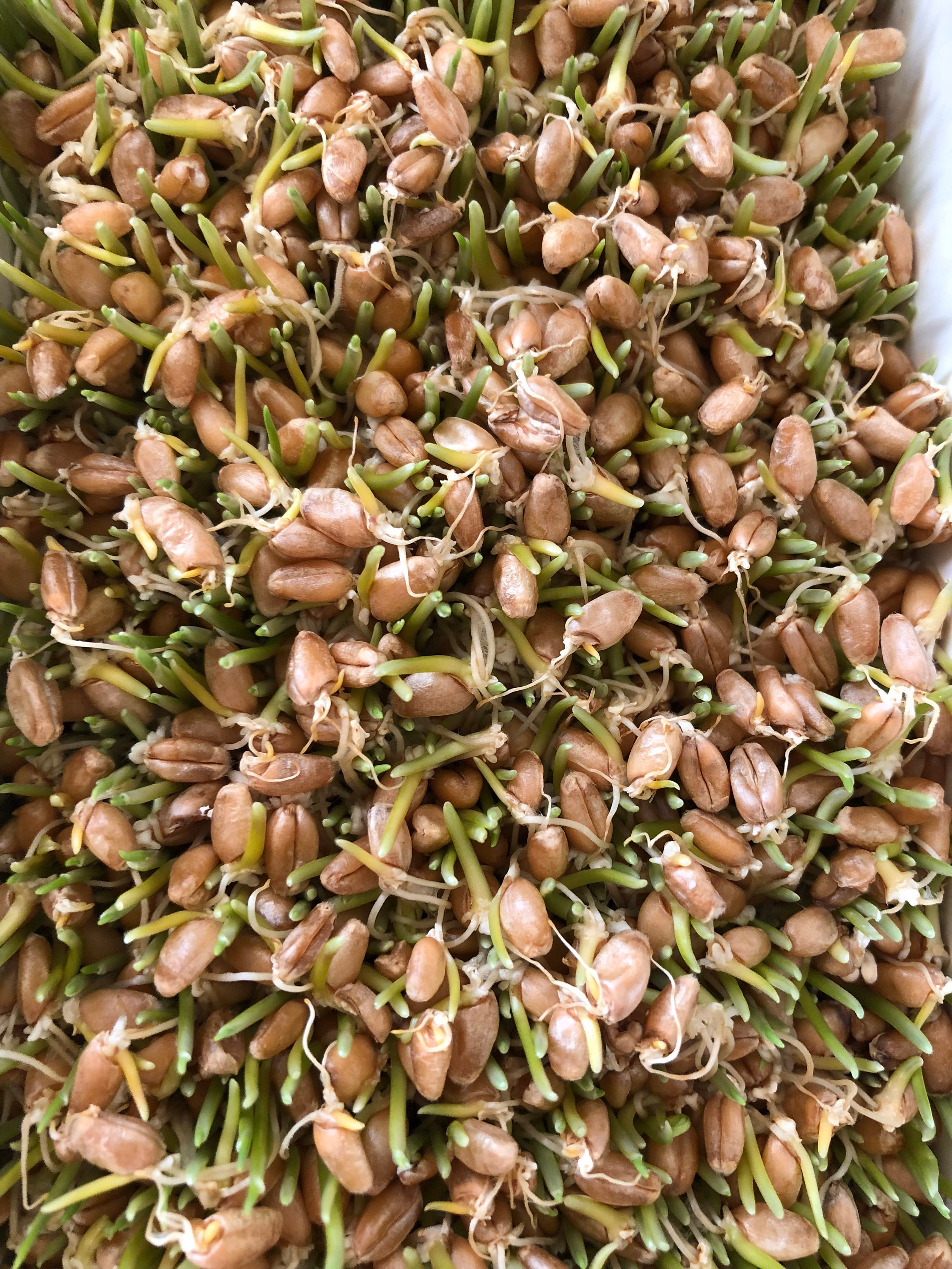 Organic Wheat Grass Seeds (NonGMO) 2 oz bag