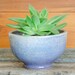 see more listings in the Succulent Planters/Pots section