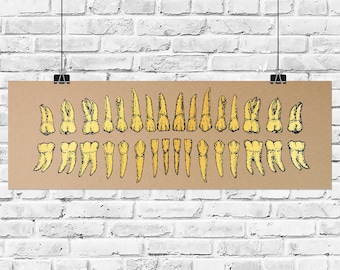 Gold Teeth 13 x 18 Zoll