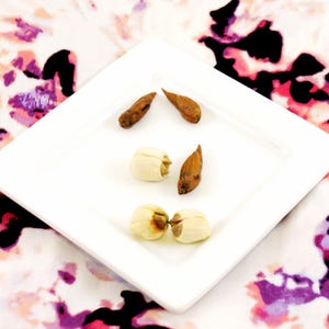 May include: A white square plate with six dried fruits. Two of the fruits are light brown and four are a pale cream colour.