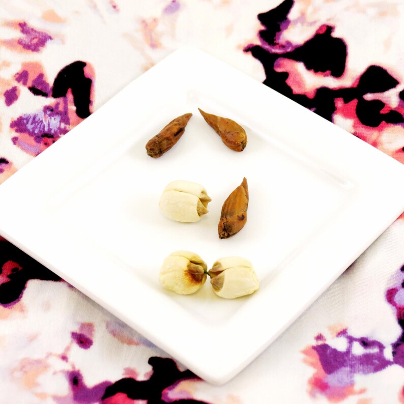 May include: A white square plate with six dried fruits. Two of the fruits are light brown and four are a pale cream colour.