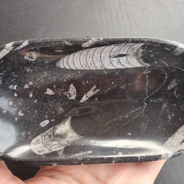 Natural Ammonite Dish for Meditation and Healing Rooms, Grids, Altars or Sacred Spaces - Fossil Dish - Crystal Dish, Smudging Dish