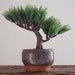see more listings in the Bonsai - Mame Klein section