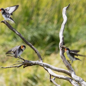 May include: Three small birds with open beaks perched on a bare branch. The birds are grey and white with orange beaks. The branch is light brown and appears to be dead.