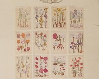 Laura Ashley Florilegium 1987 Original Lithograph