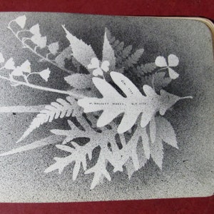 Puede incluir: Fotografía en blanco y negro de hojas y flores prensadas. La imagen es de un libro titulado "Herb. Imp." de W. Wilcott Mann, N.Y. City.