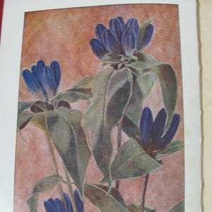 Wild Flowers Worth Knowing by Neltje Blanchan Published in 1922 by Doubleday Page & Co 16 Full Color Illustrations Antique Flower Book