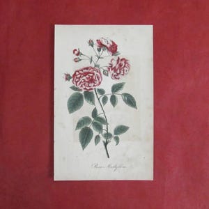 May include: An antique botanical print featuring a detailed illustration of a rose plant. The print showcases red and white roses with green leaves and stems. The text "Rosa Multiflora" is at the bottom of the print.