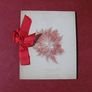 Victorian Herbarium Sea Moss Scrapbook 10 Real Specimens Antiquarian Album Scrapbook Ephemera