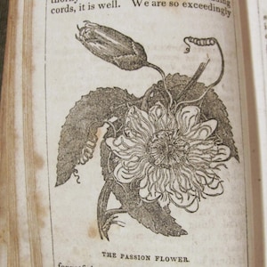 May include: An antique botanical illustration of a passion flower, featuring a detailed drawing of the flower, leaves, and a bud. The text "PASSION FLOWER" and other text are visible. The image is from an old book.