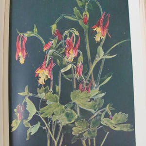 Fleurs sauvages The Nature Library par Neltie Blanchan Publié en 1903 par Doubleday NY Plaques colorées et photographies Ouvrage de référence sur le jardin antique