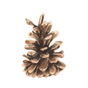 Tannenzapfen leere Grußkarte - Karte gedruckt von original Aquarell-Illustration