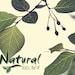 Melissa of Natural Healer