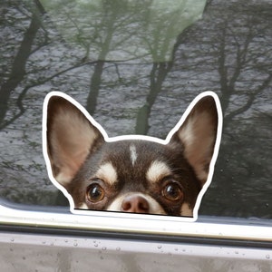 Peeking Chihuahua Car Decal Sticker / Chocoloate&White Chihuahua Head Dog Vinyl Waterptroof Outdoor Removable / Bumper Window Laptop Phone