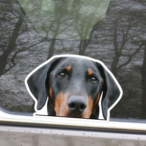 Doberman Pinscher Car Decal Sticker / Peeking Realistic Black&Rust Dobbie Floppy Ears / Vinyl Removable Waterproof / Bumper Window Laptop