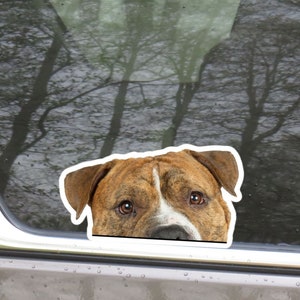 Brown Brindle Pitbull Car Decal Sticker / Peeking Realistic Pittie Dog Head / Vinyl Waterproof Removable Outdoor / Bumper Window Laptop