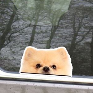 Realistic Pomeranian Spitz Car Decal / Kawaii Peeking Orange Pom Bumper Window Laptop Vinyl Waterproof Removable Outdoor