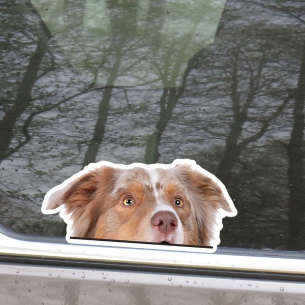 Peeking Australian Shepherd Car Decal Sticker / Realistic Red Merle Aussie Dog Vinyl Removable Waterproof Outdoor / Bumper Window Laptop