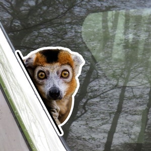 Peeking Lemur Car Decal Sticker / Peek-a-Boo Kawaii Cute Funny Lemur / Vinyl Waterproof Removable Outdoor / Bumper Window Laptop Bottle