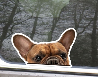 French Bulldog Car Decal: Peeking Sable Frenchie Dog, Waterproof Vinyl Sticker