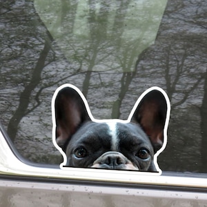 Blue Pied French Bulldog Face Car Decal / Peeking Realistic Frenchie Dog Head Sticker / Bumper Window Laptop Vinyl Waterproof Removable
