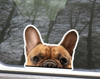 Fawn French Bulldog Car Decal - Peeking Frenchie Waterproof Vinyl Sticker