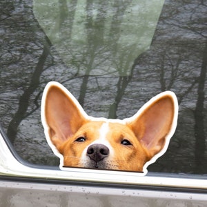 Realistic Basenji Car Sticker Decal / Peeking Red & White Basenji Window Bumper Laptop / Dog Vinyl Removable Waterproof Outdoor