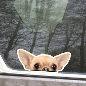 Peeking Chihuahua Car Decal Sticker / Realistic Cream Chihuahua Head Dog Vinyl Waterptroof Outdoor Removable / Bumper Window Laptop Bottle