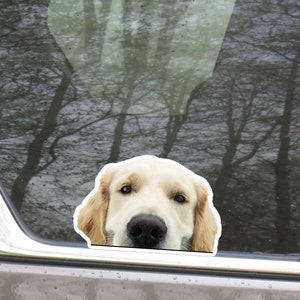 Cream Golden Retriever Car Decal Sticker / Peeking Realistic Peek-A-Boo Dog / Bumper Window Laptop / Vinyl Waterproof Removable Outdoor (C