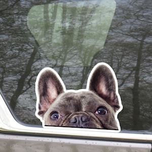 French Bulldog Face Car Decal / Peeking Chocolate Frenchie Dog Car Sticker / Car Bumper Window Laptop Vinyl Waterproof Removable Decal