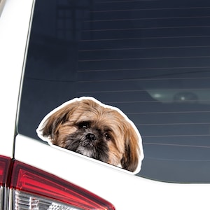 Solid Red Shih Tzu Car Decal Sticker / Peeking Photo Shih Tzu Dog Head Face  / Vinyl Waterproof Removable Outdoor / Bumper Window Laptop