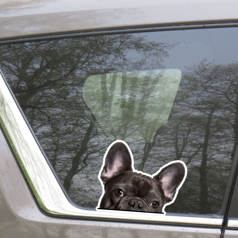 May include: A black and white sticker of a French Bulldog peeking out from behind a car window. The dog has large, upright ears and a curious expression. The background shows a blurred view of trees.
