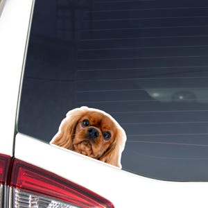 Cavalier King Charles Spaniel Car Decal Sticker / Peeking Ruby Dog Head Face / Vinyl Waterproof  Removable Outdoor / Bumber Window Gift
