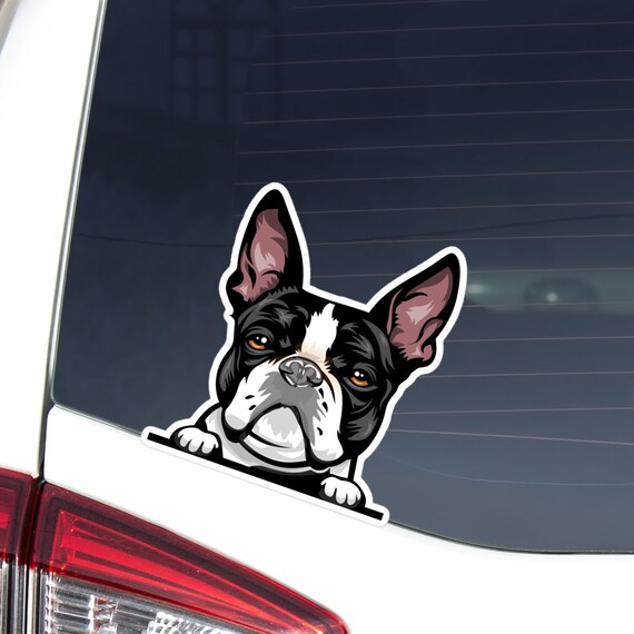 Realistic French Bulldog Car Decal Peeking Black White Frenchie