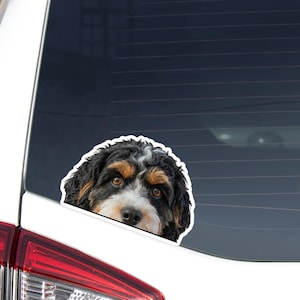 May include: A sticker featuring a Bernedoodle dog with black, brown, and white fur. The dog's face is visible, with brown eyes and a white patch on its nose. The sticker is placed on a car window.