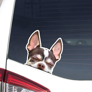 Chihuahua Car Decal Sticker / Peeking Realistic Chocolate & White Dog Head Face / Vinyl Waterproof Removable Outdoor / Bumper Window