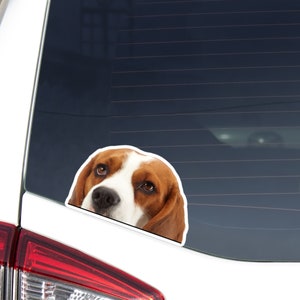 Red&White Beagle Car Sticker Decal / Peeking Realistic Dog Head  / Vinyl Waterproof Removable Outdoor / Window Bumper Laptop Phone