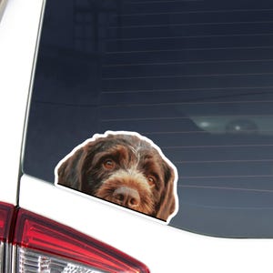 May include: A sticker featuring a close-up of a brown and white dog's face. The dog has brown eyes and a white patch on its forehead. The sticker is placed on the rear window of a white vehicle.