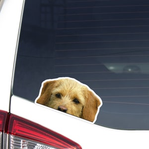 Basset Fauve de Bretagne Car Decal Sticker / Peeking Fawn Dog Head / Vinyl Waterptroof Outdoor Removable / Bumper Window Laptop Phone