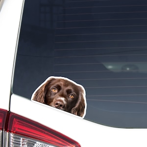 Brown&White Munsterlander Car Decal Sticker / Peeking Realistic Dog Head / Vinyl Waterptroof Outdoor Removable / Bumper Window Laptop Phone