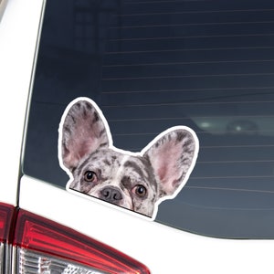 Merle French Bulldog Car Decal Sticker / Peeking Realistic Frenchie Dog Head / Car Bumper Window Laptop / Vinyl Waterproof Removable Outdoor