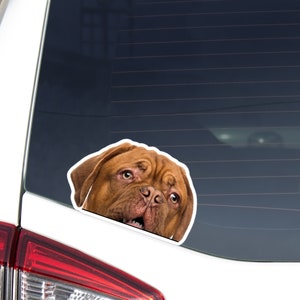 Dogue De Bordeaux Car Decal Sticker / Peeking Realistic Dog Head / Vinyl Waterproof Removable Outdoor / Bumper Window Laptop Phone