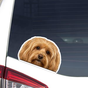 May include: A car window sticker featuring a light brown dog with long, wavy fur. The dog's face is centered, with a white border around the image. The sticker is placed on the rear window of a white vehicle.