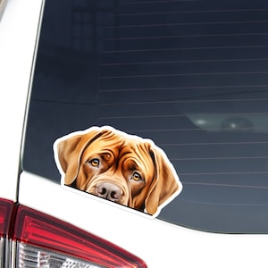 Fawn Dogue De Bordeaux Car Decal Sticker / Peeking Realistic Dog Head Face / Vinyl Waterproof Removable Outdoor / Bumper Window Laptop